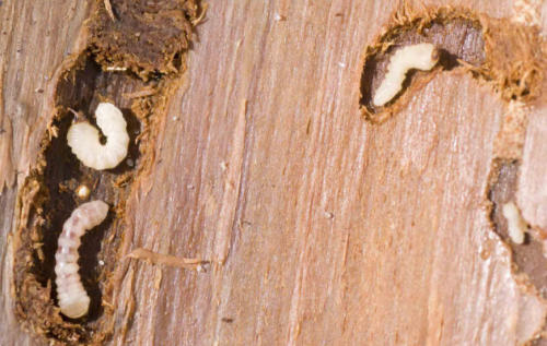 woodworm-treatment-in-norwich-norfolk-suffolk
